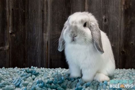 Holland Lop Color Chart - Holland Lop Rabbit Colors - Ohio Holland Lops | Rabbit colors, Pet ...