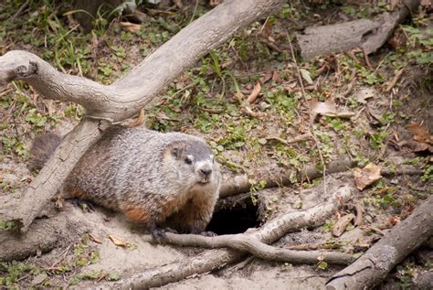 woodchuck control and how to trap out unwanted activity around the home