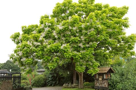 Catalpa Tree Seeds for Planting – 100 Seeds to Grow – Stunning Flowers ...