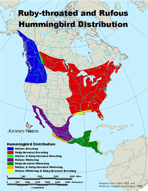 Hummingbird Migration World Map