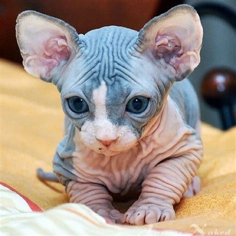 Pin on cutipies | Cute cats, Cute hairless cat, Cute baby animals