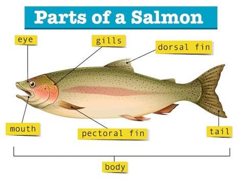 Free Vector | Diagram showing parts of salmon