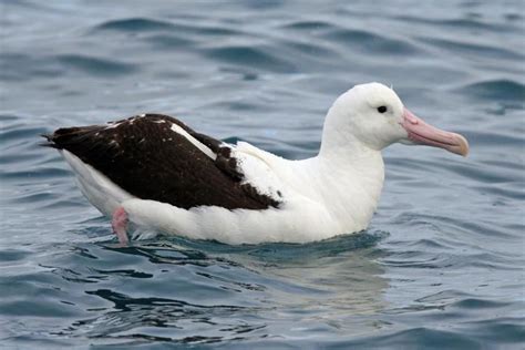 Northern royal albatross - Alchetron, the free social encyclopedia