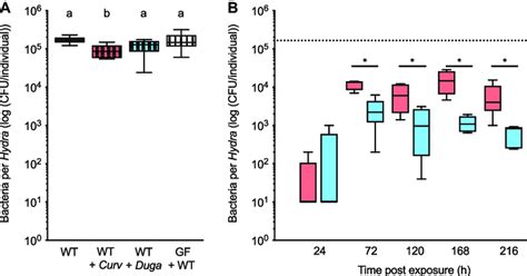 (A) Carrying capacity of the Hydra habitat in wild-type (WT) polyps ...