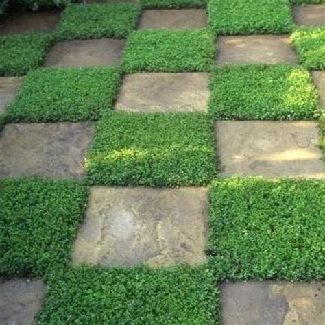 Rupturewort Green Carpet Ground Cover Seeds herniaria Glabra 200seeds - Etsy | Lawn alternatives ...