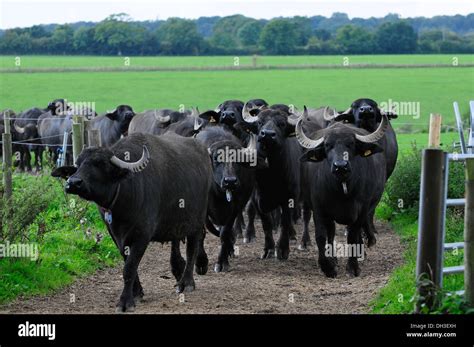 Water Buffalo at Laverstoke Park Farm, Hants, UK Stock Photo - Alamy