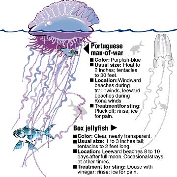 Portuguese Man-of-War | Hawaii's ocean safty guide