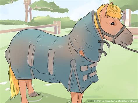 How to Care for a Miniature Horse (with Pictures) - wikiHow