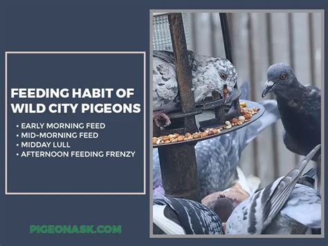 When Do Pigeons Feed? - Pigeon Ask