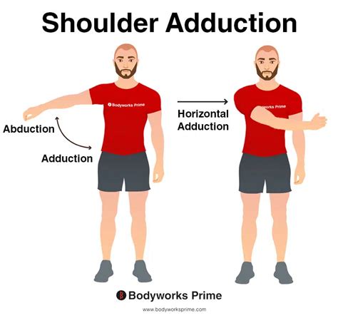 Shoulder Adduction Muscles