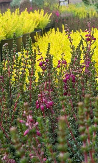 Heathers & Heaths | Portland Nursery