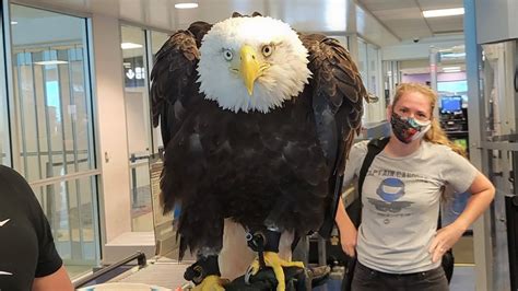 Why a bald eagle was seen traveling through a North Carolina airport this week - ABC News