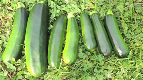 Harvesting Zucchini - YouTube