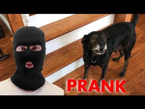 Burglar PRANK on my Dog! (Gone Wrong) - YouTube