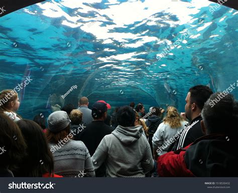 St Louis Aquarium: Over 46 Royalty-Free Licensable Stock Photos | Shutterstock