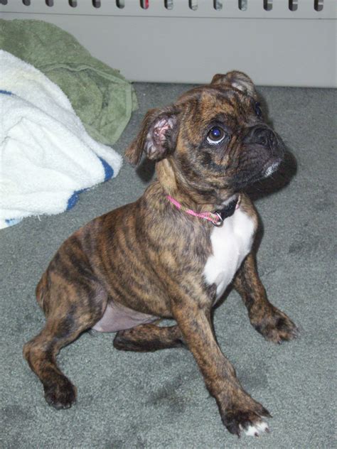 Toy Boxer Breeders | Wow Blog