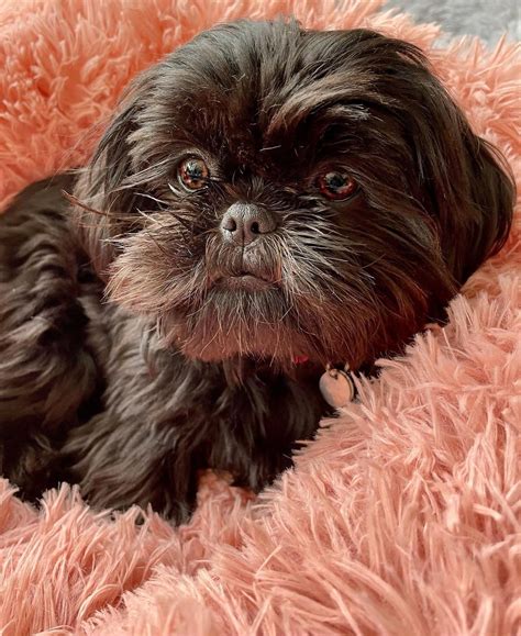 Shih Tzu Dog Breed Facts & Information | Rover.com