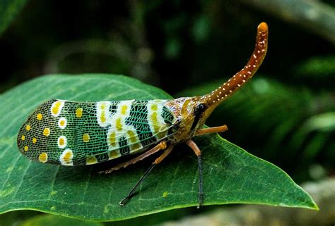 Insect Proboscis Canthigaster Cicada Fulgoromorpha-12 Inch BY 18 Inch ...