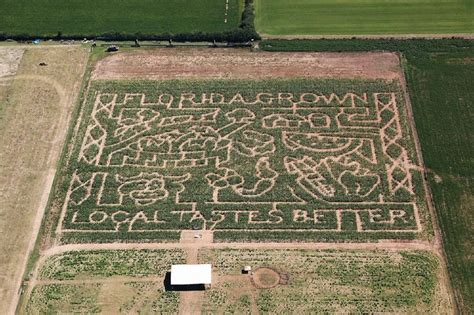 Local is better! The 2011 corn maze design from Sweet Season Farms ...