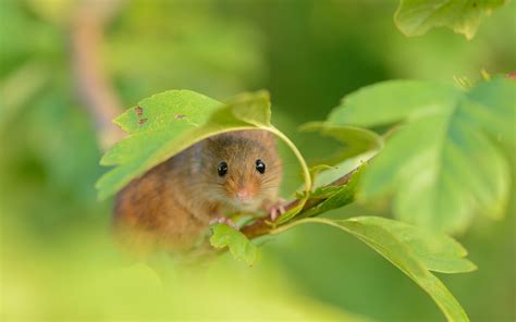 Charming Mouse in Nature: A Stunning HD Wallpaper