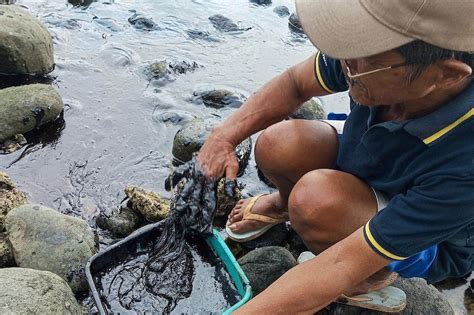 How Mindoro oil spill may affect marine ecosystems | ABS-CBN News