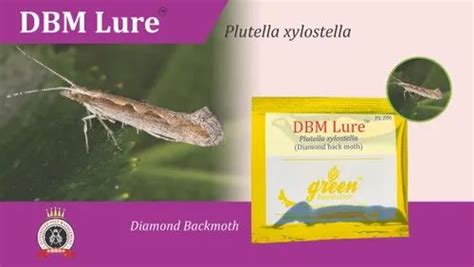 Diamondback Moth Plutella Xylostella - Diamond Back Moth Pheromone Trap ...