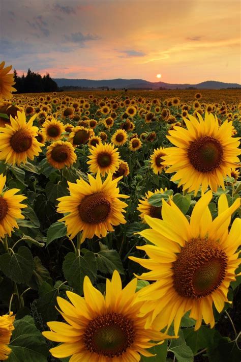 Sunflower Fields by Timothy Eberly #sunflowers #flowers #flowerbed # ...