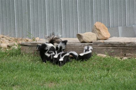 skunk control treatments and repellent for the home yard and garden