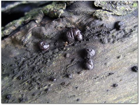 i wonder if this is black slime mold 4/14 | Is this another … | Flickr