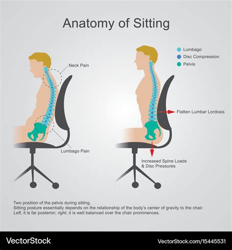 Anatomy of sitting Royalty Free Vector Image - VectorStock