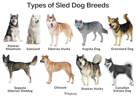 Different Types of sled dogs | Dog sledding, Dog breeds, Greenland dog