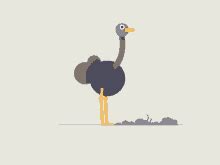 Ostrich GIFs | Tenor