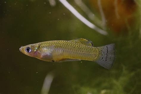 Gambusia de la Española - Fauna Dominicana