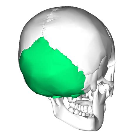 Dolore alla Nuca: Anatomia, Cause, Rimedi e Cura - Cervicale Vertigini