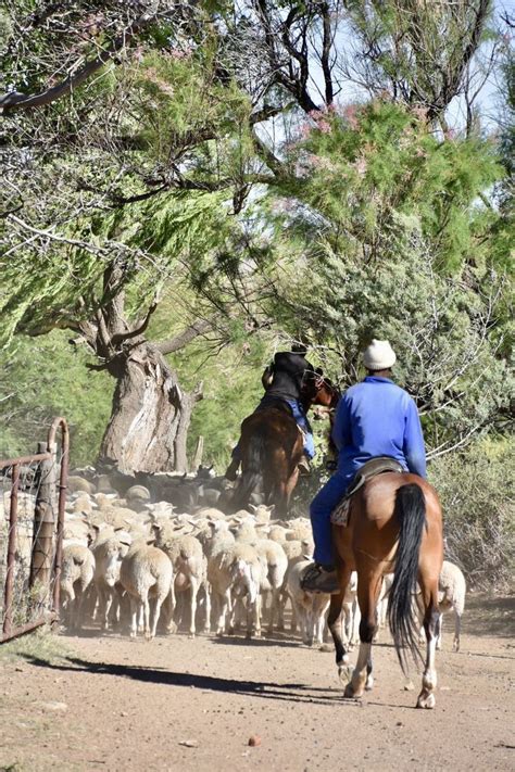 Herding sheep - farm life - Karoo - South Africa | Farm tour, Africa ...