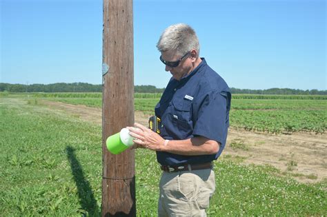 Cotton growers enjoy life after boll weevils | Mississippi State University Extension Service