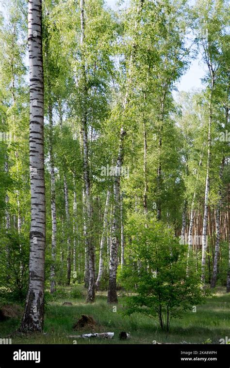 Birch wood with white and black birch trunks, light green leaves, and young tree Stock Photo - Alamy