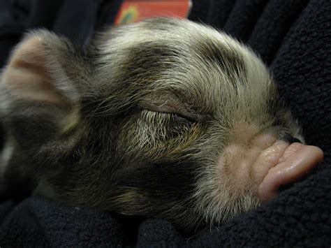 sleeping piglet | Iona. | Flickr