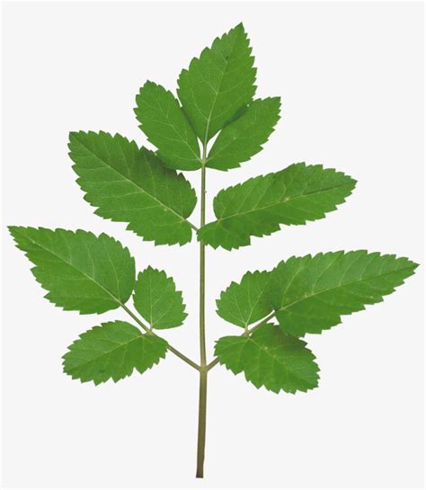 Vegetation Smallplant 21 - Branch Texture Png Transparent Transparent ...