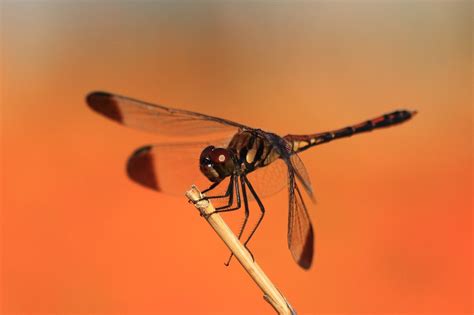 Black Dragonfly Spiritual Meaning and Symbolism (8 Omens)