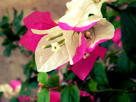 Bugambilia Bougainvillea, Plant Leaves, Tree, Plants, Picture ...