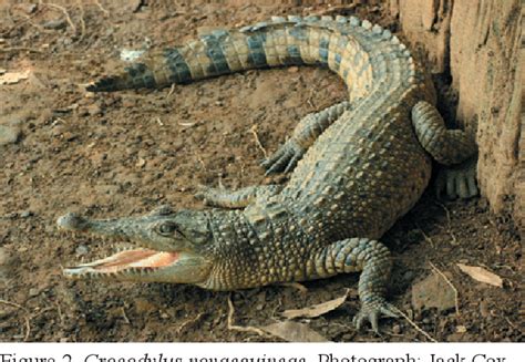 [PDF] New Guinea Freshwater Crocodile Crocodylus novaeguineae | Semantic Scholar