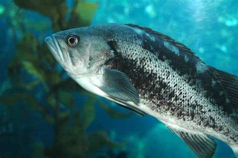 A Guide to the Different Types of Sea Bass - American Oceans