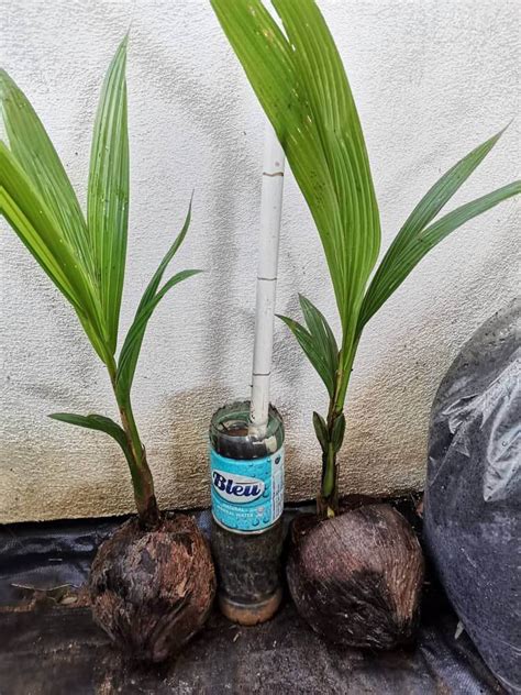 anak pokok kelapa pandan | Lazada