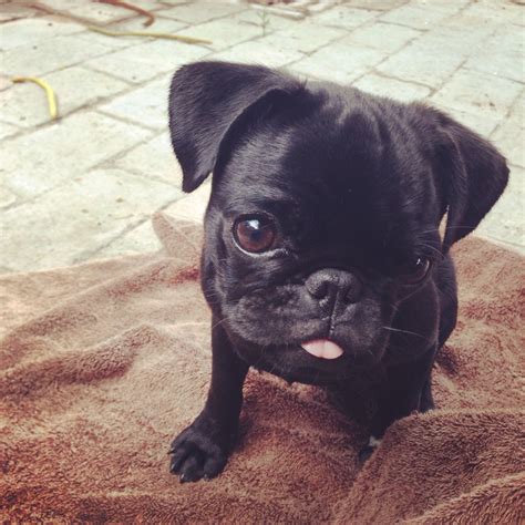 10 Best Pug Dog Names