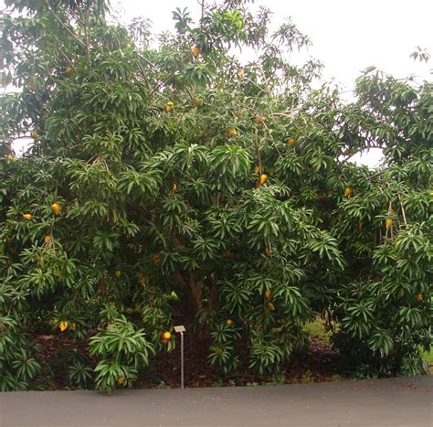 Polynesian Produce Stand : CANISTEL RARE Fruit Tree Saludo Yellow ...