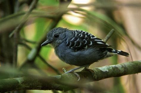 Scale-backed Antbird | Pet birds, Bird photo, Animals