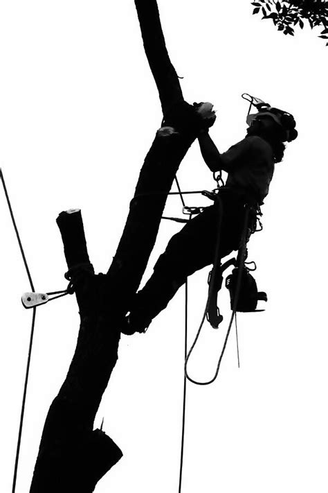 Arborist At Work Photograph by Steven Ralser