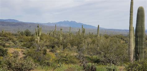 Sonoran Desert Plant Catalog