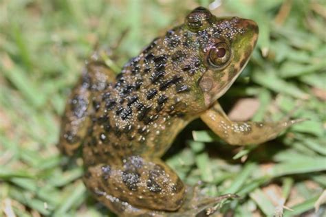 Chinese edible frog - Alchetron, The Free Social Encyclopedia